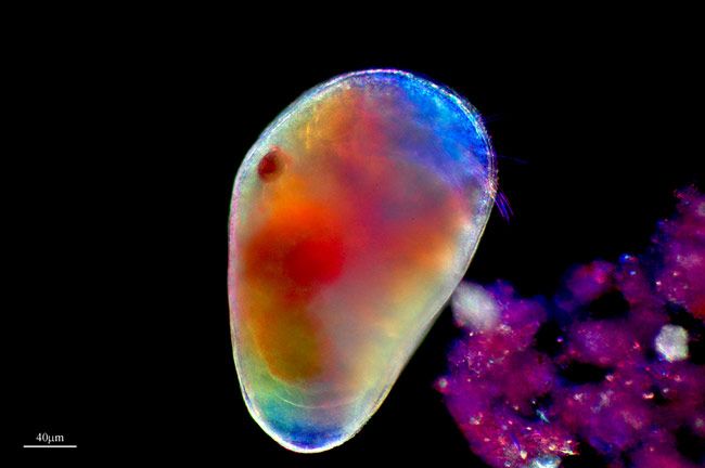 Animales fluorescentes Animales fluorescentes