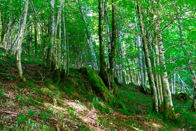 Productos forestales certificados